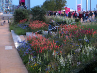 Wild Flowers