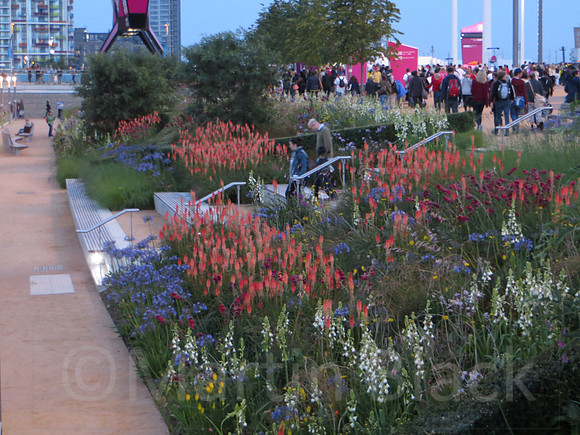 Wild Flowers