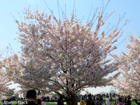 DC_Mar_16_2016_0014