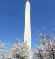 Washington D.C. 2016